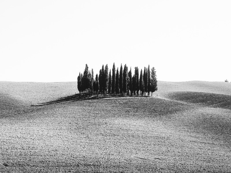 less trees more space